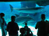 Visión general: SeaWorld Orlando