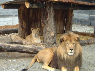 Plättli-Zoo © Plättli-Zoo
